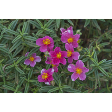 Helianthemum 'Raspberry Ripple'