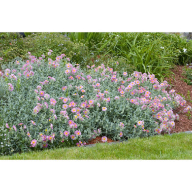 Helianthemum 'Rhodanthe Carneum'