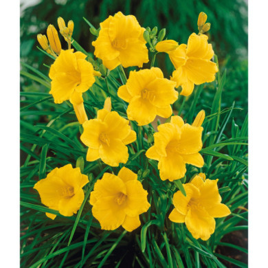 Hemerocallis 'Stella de Oro'