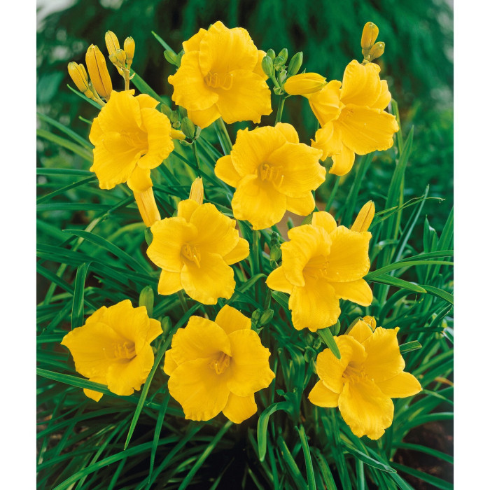 Hemerocallis 'Stella de Oro'