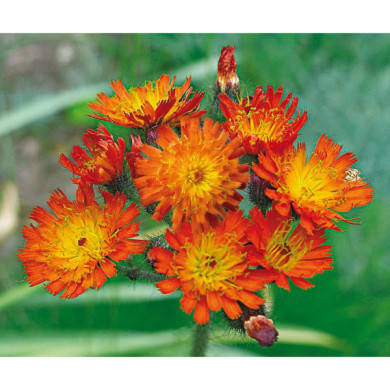 Hieracium aurantiacum