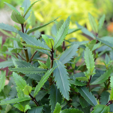 Parahebe catarractae 'Avalanche'