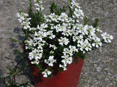 Iberis sempervirens 'Schneeflocke'