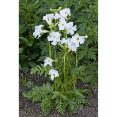 Incarvillea delavayi