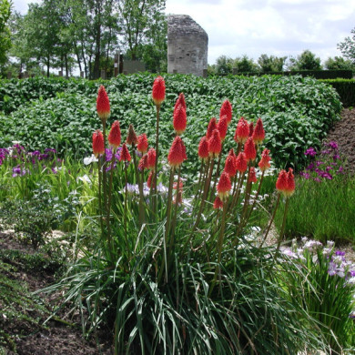 Kniphofia uvaria 'Grandiflora'