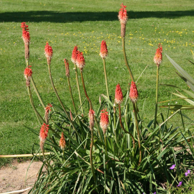 Kniphofia uvaria 'Grandiflora'