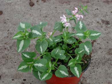 Lamium maculatum 'Shell Pink'