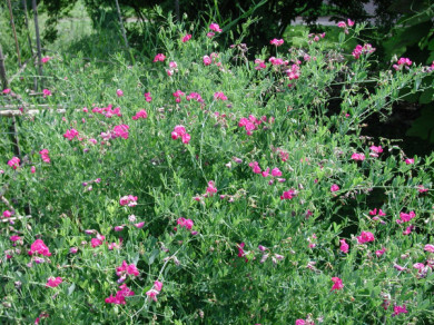 Lathyrus latifolius