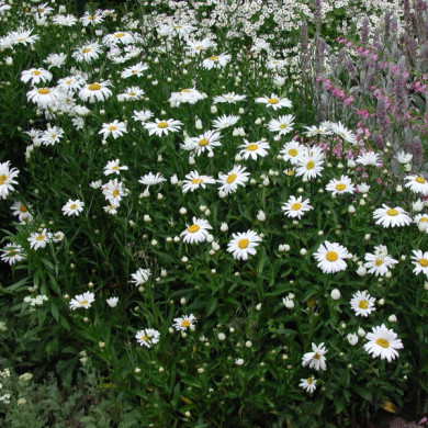 Leucanthemum 'Etoile d'Anvers'