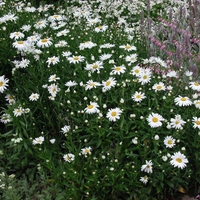 Leucanthemum 'Etoile d'Anvers'