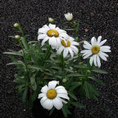 Leucanthemum 'Silberprinzesschen'