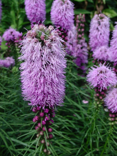 Liatris spicata