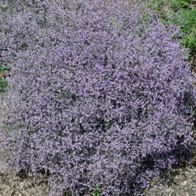 Limonium latifolium