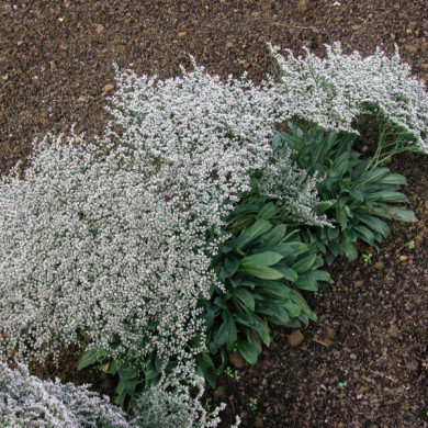 Goniolimon tataricum