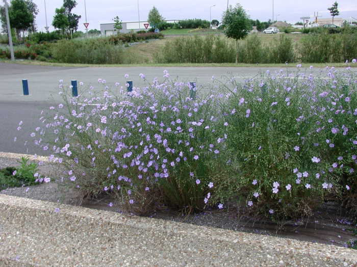 Linum perenne