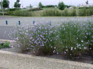 Linum perenne