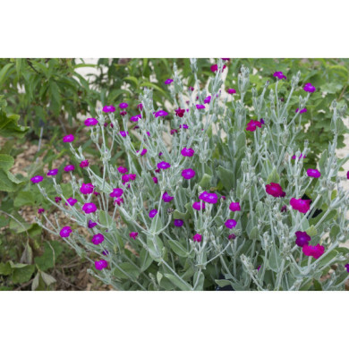 Lychnis coronaria