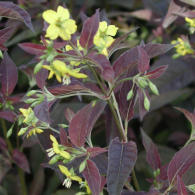 Lysimachia ciliata 'Firecracker'