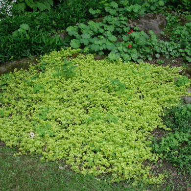 Lysimachia nummularia 'Aurea'
