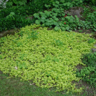 Lysimachia nummularia 'Aurea'