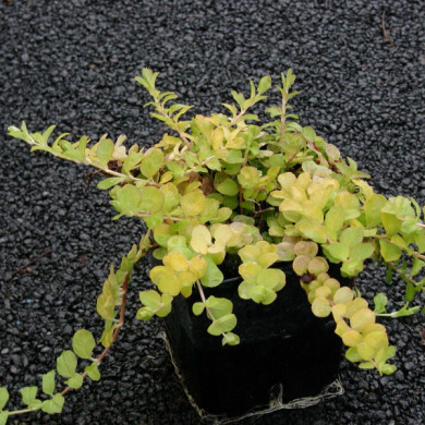 Lysimachia nummularia 'Aurea'