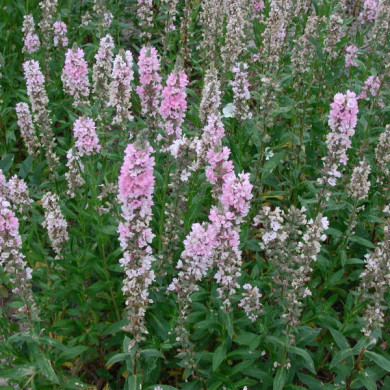 Lythrum salicaria