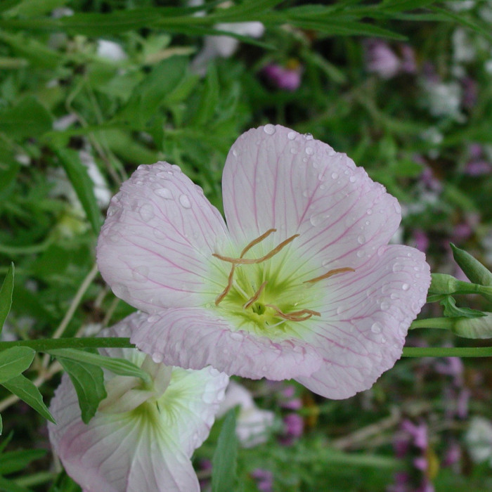 Oenothera speciosa