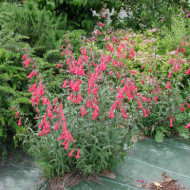 Penstemon barbatus 'Coccineus'