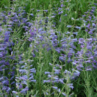 Penstemon 'Blue Spring'