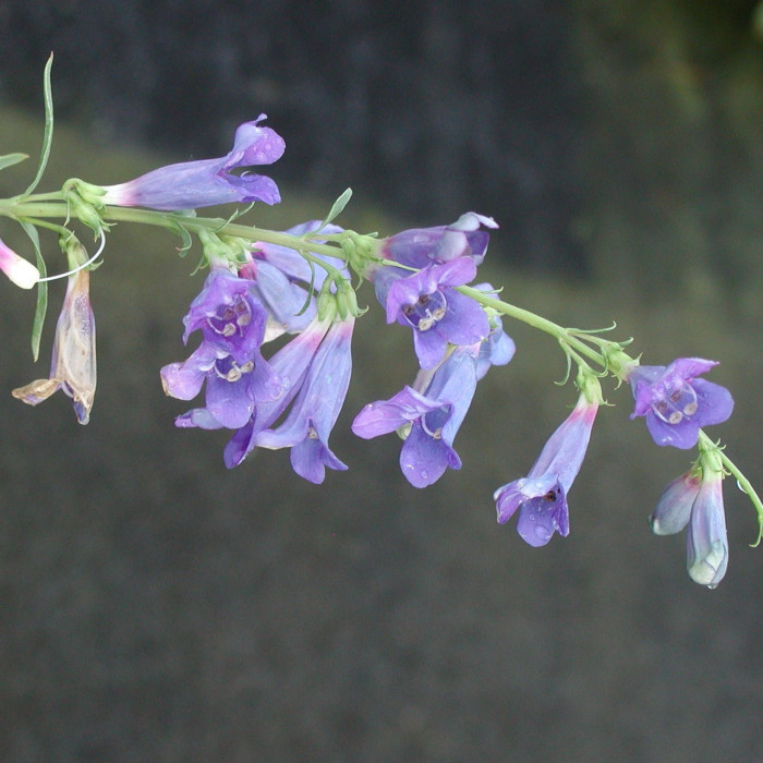 Penstemon 'Blue Spring'