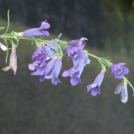 Penstemon 'Blue Spring'