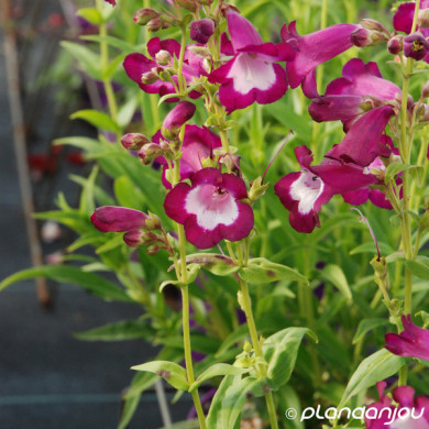 Penstemon 'Gloire des Quatres Rues'