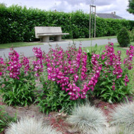 Penstemon 'Gloire des Quatres Rues'