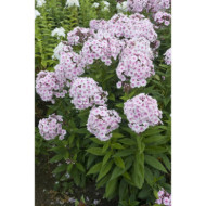 Phlox paniculata 'Graf Zeppelin'