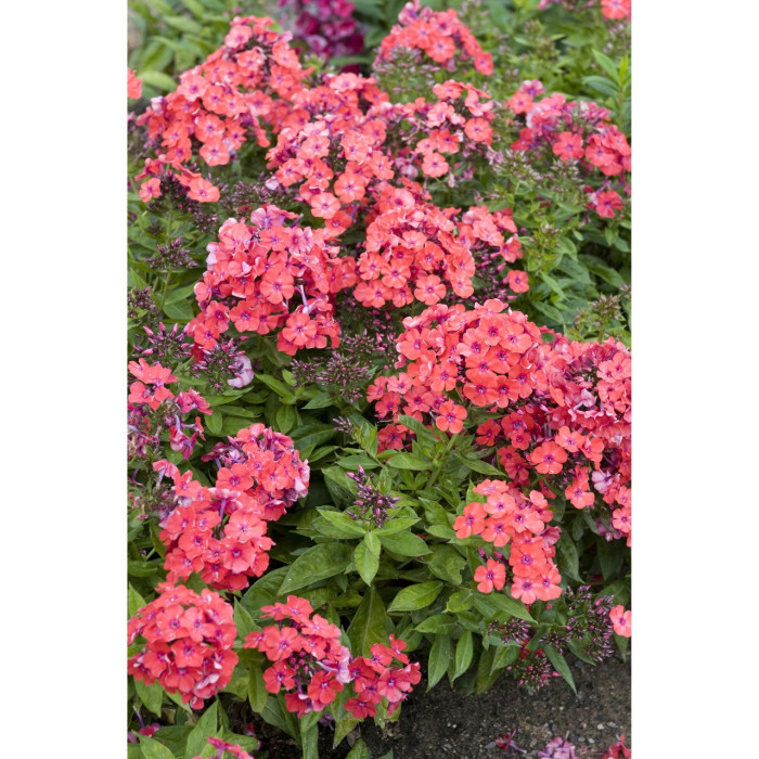 Phlox paniculata 'Orange Perfection'