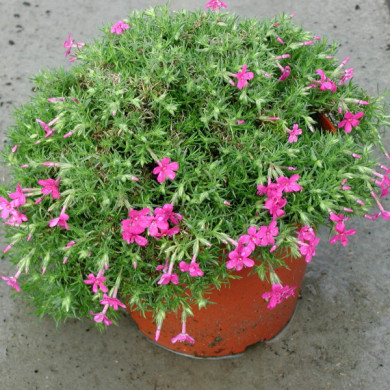 Phlox subulata 'Daisy Hill'