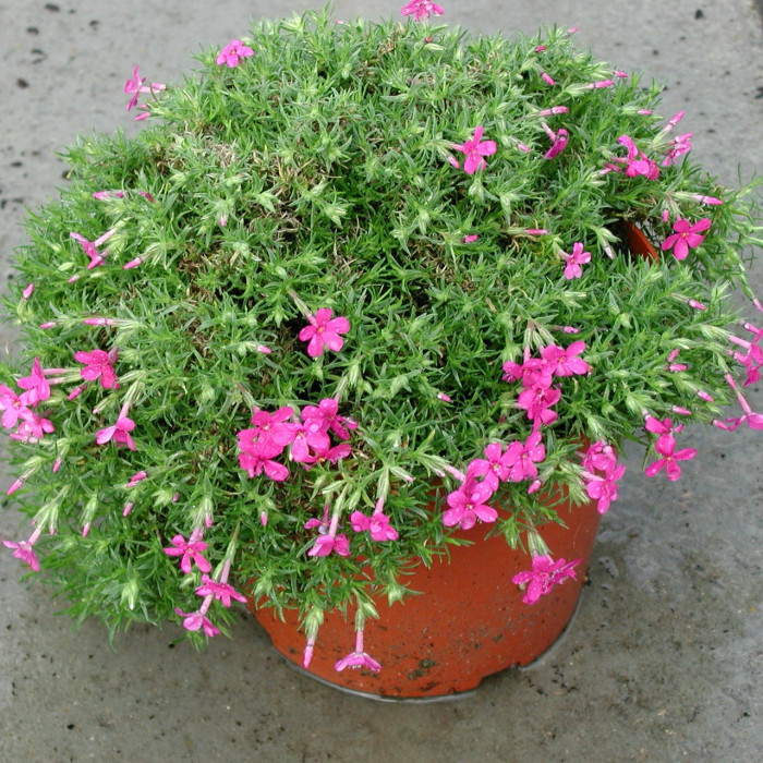 Phlox subulata 'Daisy Hill'