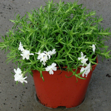 Phlox subulata 'White Delight'