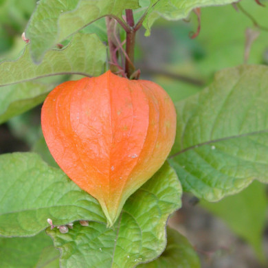 Physalis alkekengi var. franchetii