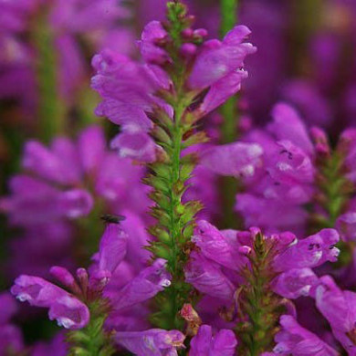 Physostegia virginiana 'Bouquet Rose'
