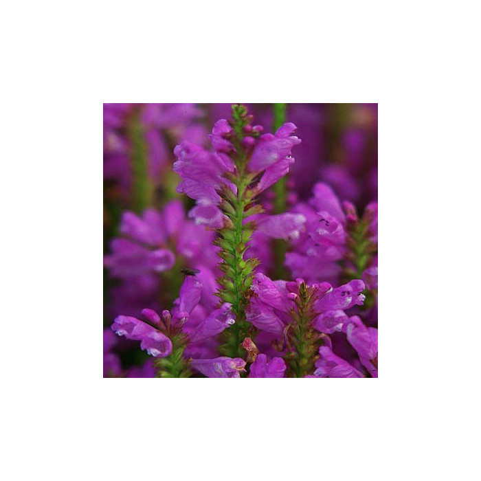 Physostegia virginiana 'Bouquet Rose'