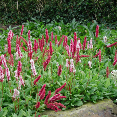 Persicaria affinis 'Superba'