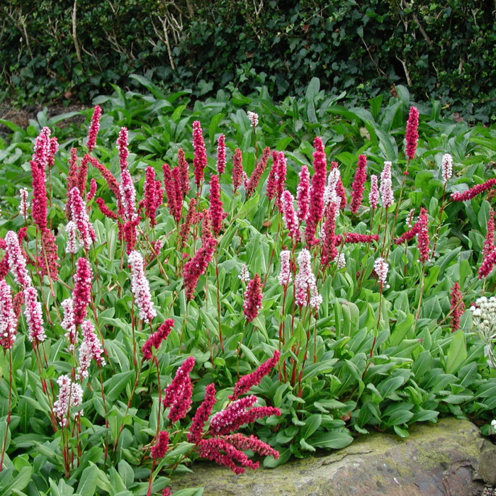 Persicaria affinis 'Superba'