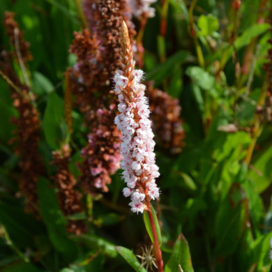 Persicaria affinis 'Superba'