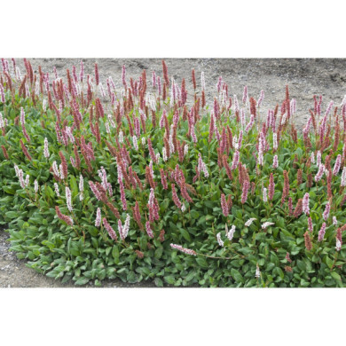 Persicaria affinis 'Superba'