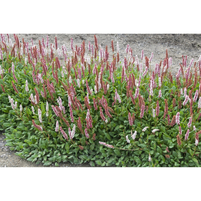 Persicaria affinis 'Superba'