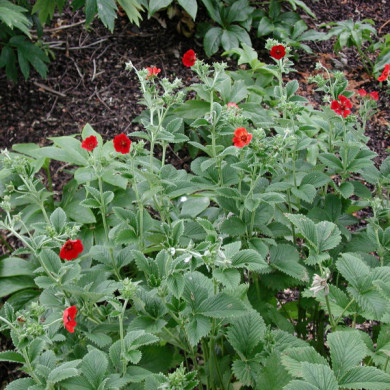 Potentilla atrosanguinea
