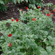 Potentilla atrosanguinea