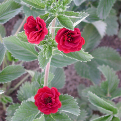 Potentilla atrosanguinea