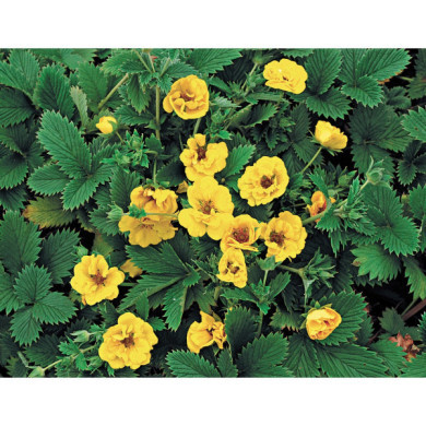 Potentilla aurea